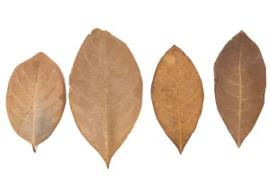 Jackfruit Leaves