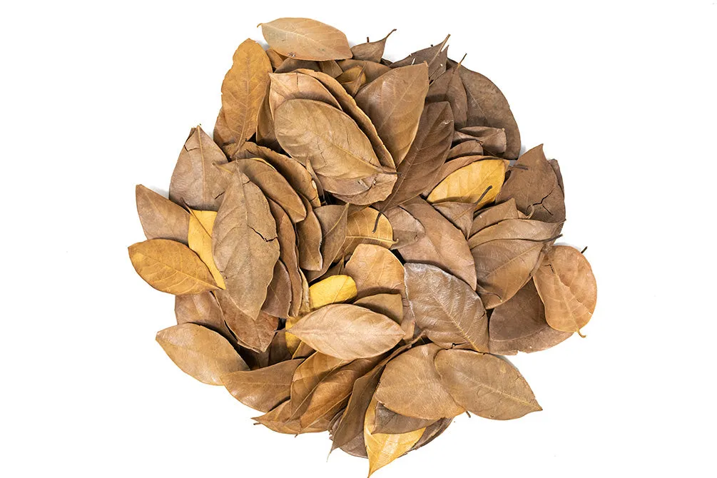 Jackfruit Leaves