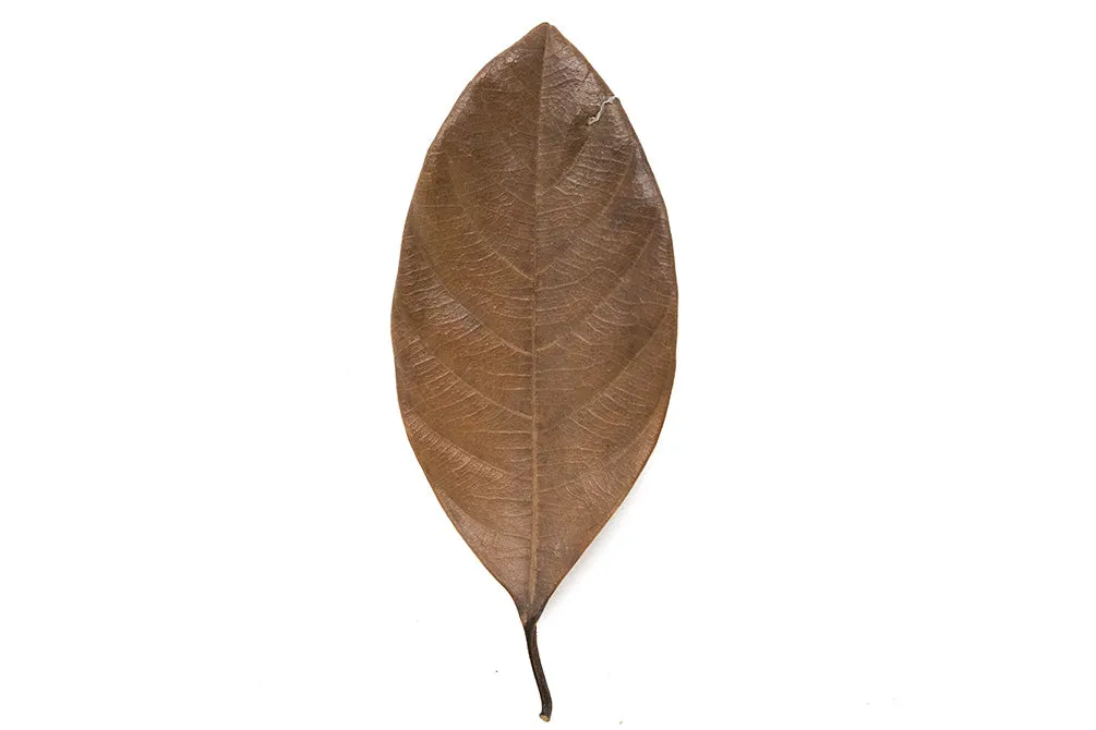 Jackfruit Leaves